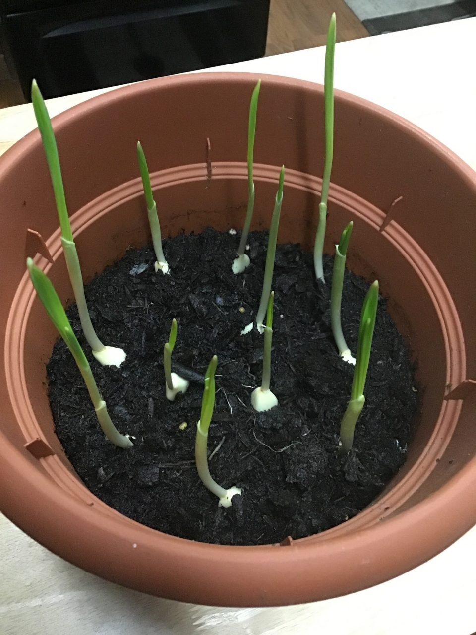 indoor garden