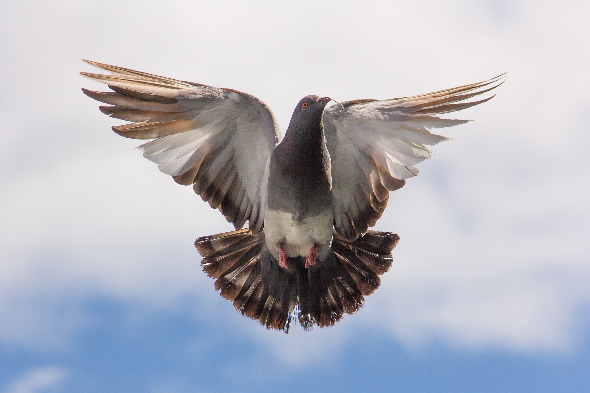 Pigeon