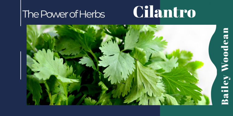 cilantro