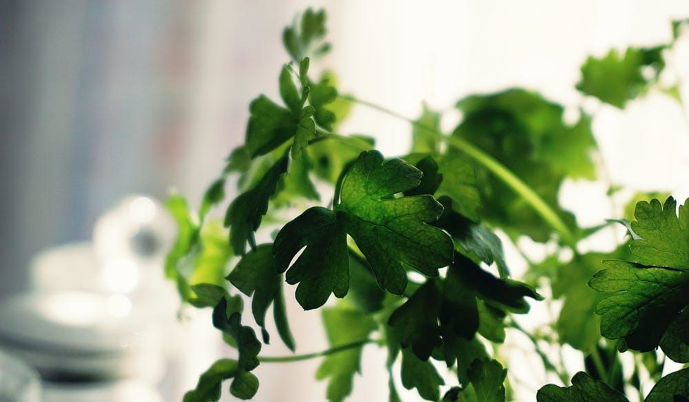 cilantro